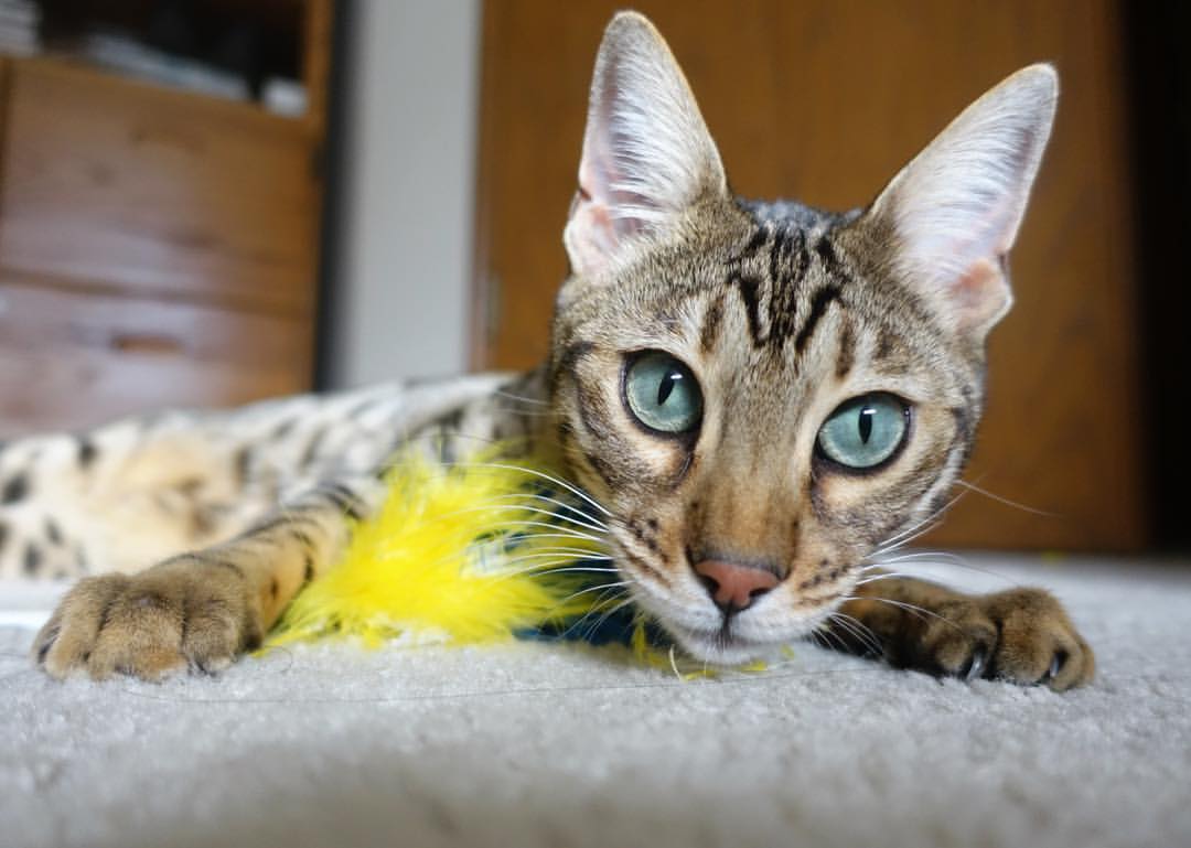 北欧风暴席卷东德！瑞典神锋绝杀定乾坤，莱比锡争冠梦碎焦点战