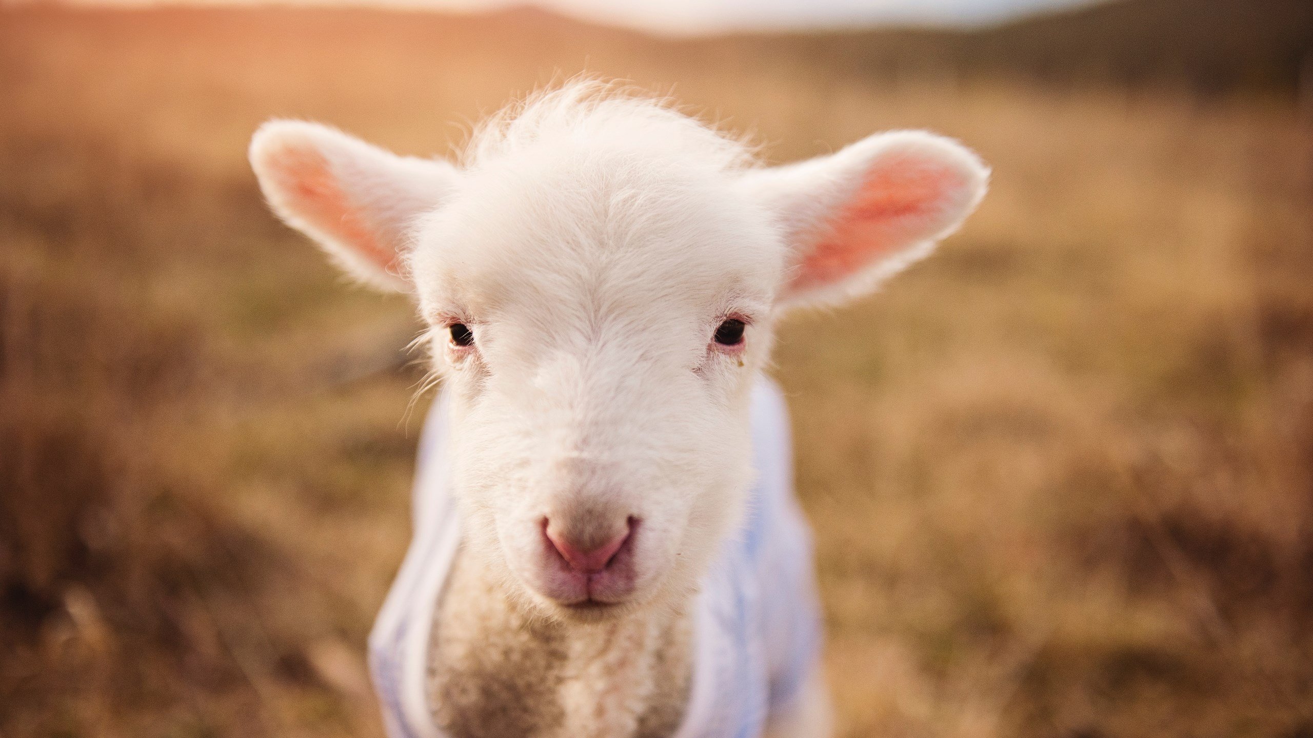 战术致胜！韩国队压制哥伦比亚，戈麦斯成关键先生