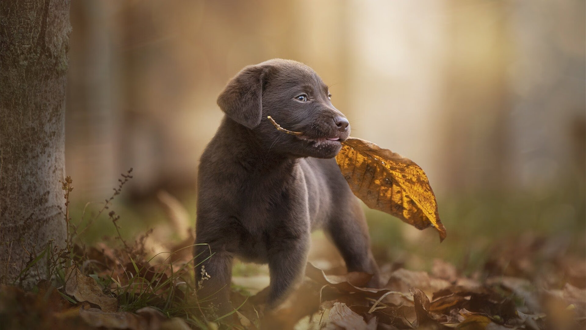 乔治终场三分定江山，硬仗之王率太阳加时险胜广东