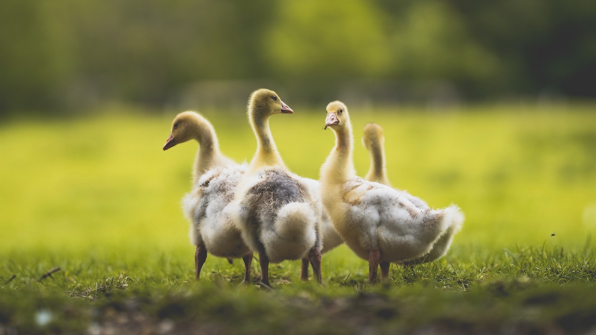 哈弗茨爆发点燃绿茵激情，乌拉圭强行终结尼斯黑马传奇