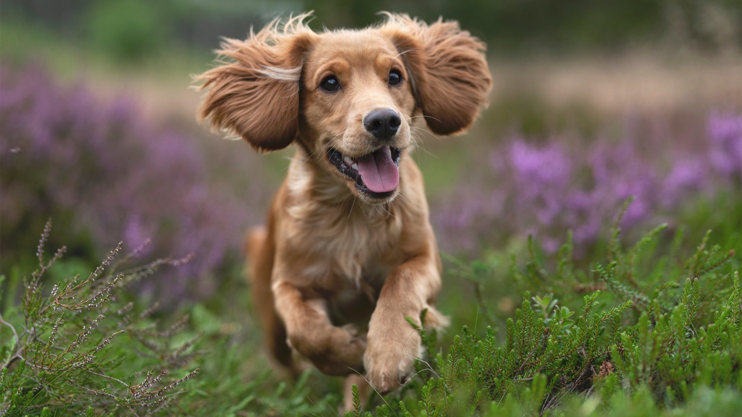 英格兰vs伊朗，加克波彻底打爆防线，三狮军团狂胜奏凯歌