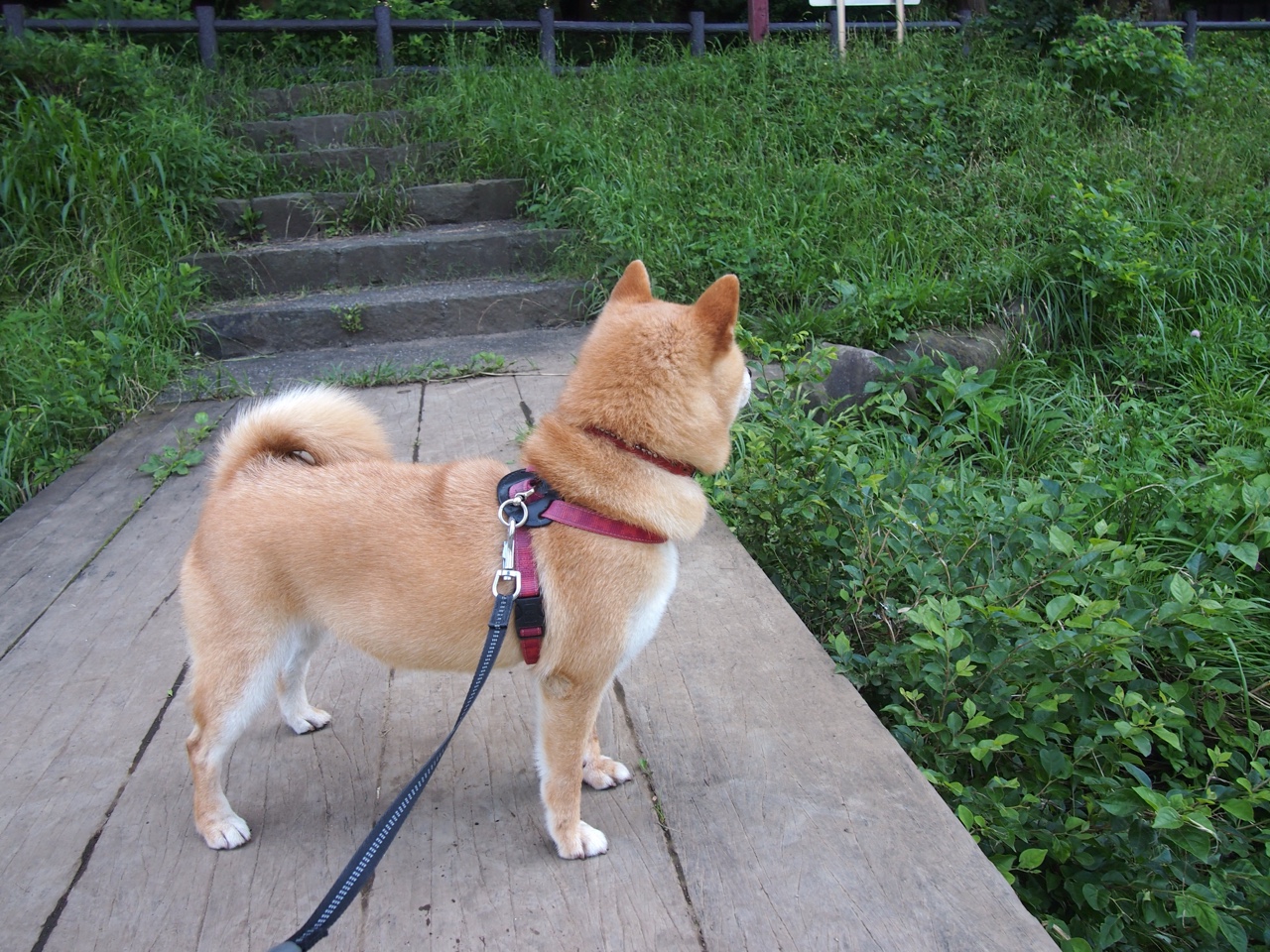 钢铁丛林的神祇，凯塞多的季后赛攻防统治之夜