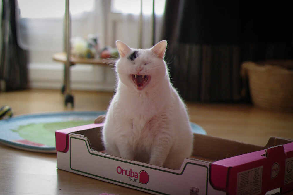 伊萨克连砍关键分拉开差距，新西兰惊天逆转澳大利亚