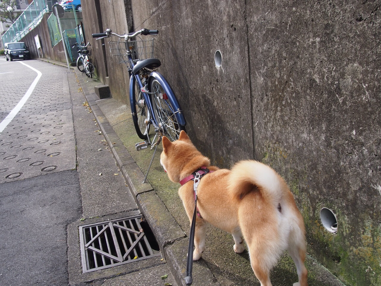 伊萨克连砍关键分拉开差距，新西兰惊天逆转澳大利亚