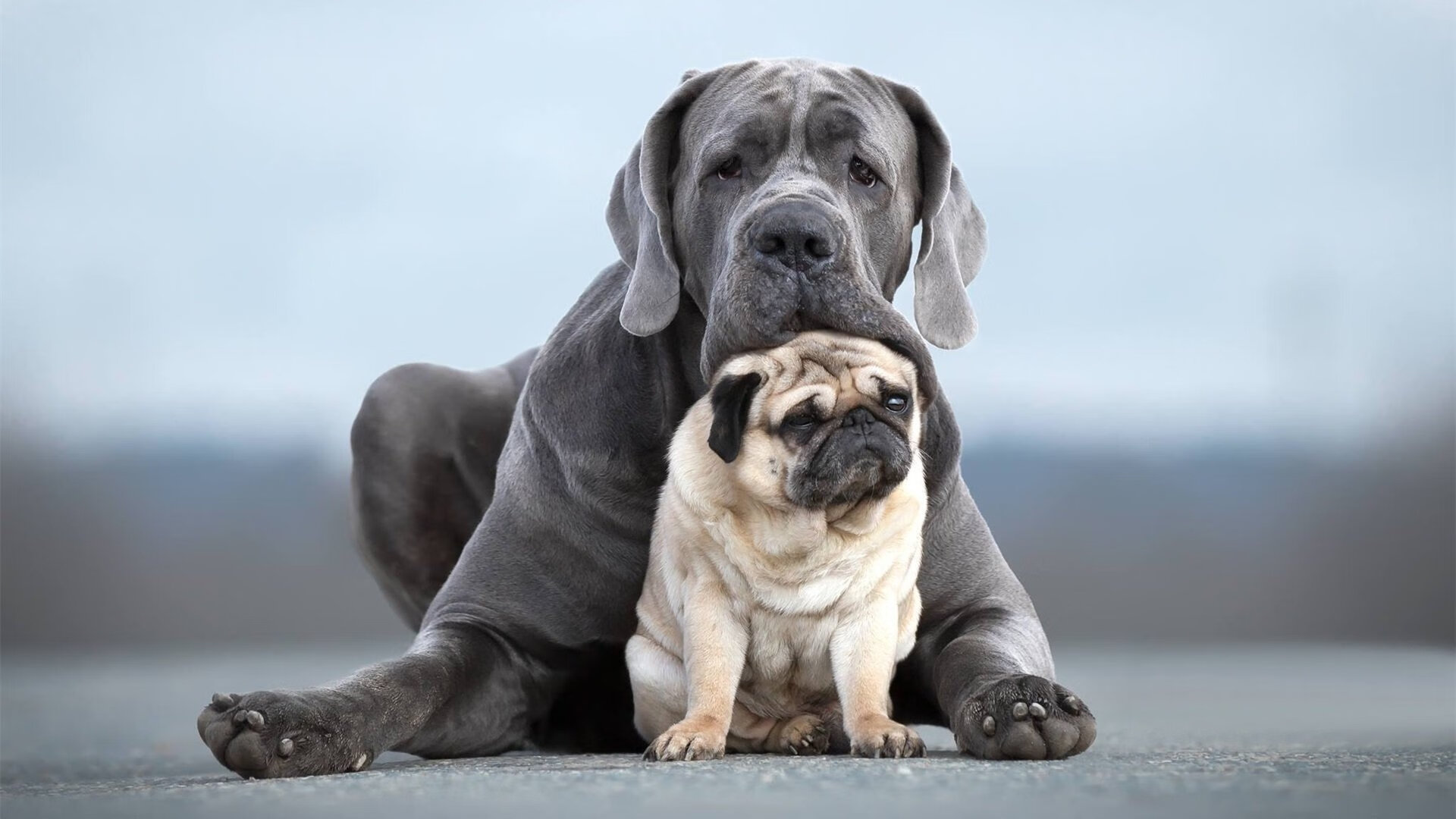 布雷默关键制胜,瑞典冰球力克加拿大夺魁